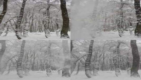 白茫茫的森林里积雪压断树枝高清在线视频素材下载