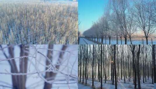 雾凇 冬天的小树林 树林间的阳光高清在线视频素材下载