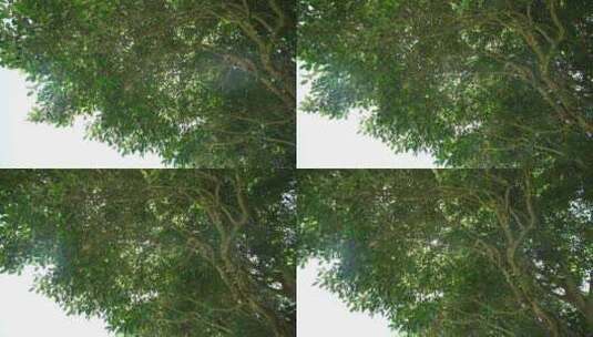 湖北利川文斗镇的百年古茶树高清在线视频素材下载