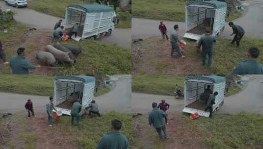 乡村物流赶猪上车高清在线视频素材下载