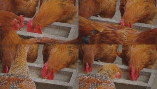 农业 散养鸡 养鸡 喂鸡高清在线视频素材下载