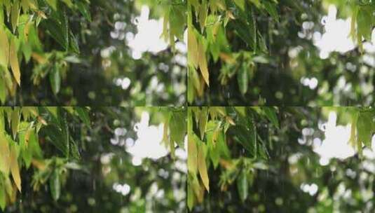 下雨天树叶唯美空镜高清在线视频素材下载
