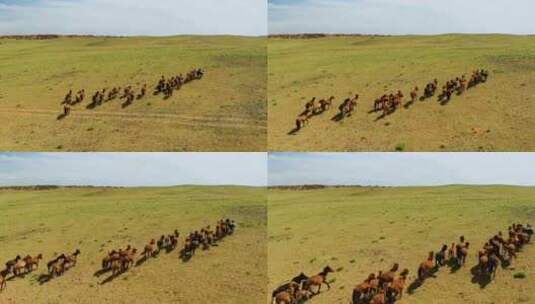 草地上奔跑的马群高清在线视频素材下载