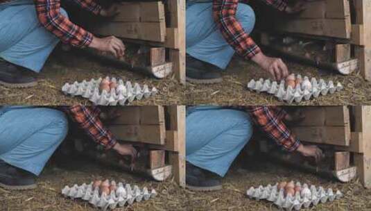鸡蛋 捡鸡蛋高清在线视频素材下载