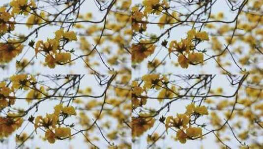 微风中的黄花风铃木花朵盛开实拍高清在线视频素材下载