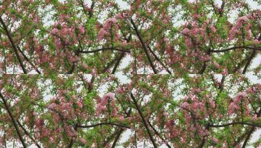 春风中摇摆的垂丝海棠实拍素材高清在线视频素材下载