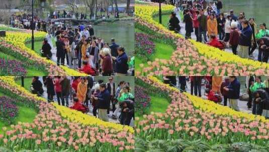 春天郁金香花丛盛开画面特写高清在线视频素材下载