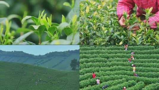 航拍茶园采茶工 航拍山区茶山高清在线视频素材下载