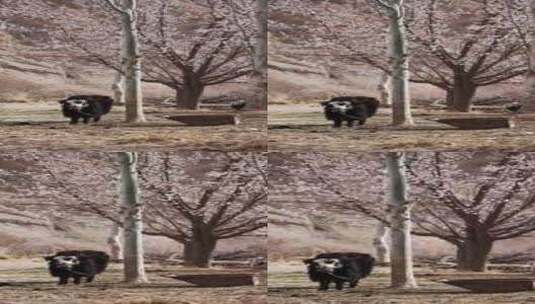 清晨农场里的高原白色小牦牛竖版竖屏高清在线视频素材下载