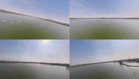 穿越机航拍渔业养殖飞鸟群栖息地池塘高清在线视频素材下载