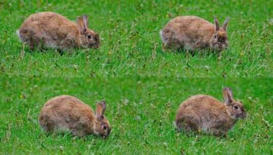 特写在草地里找食物的灰兔高清在线视频素材下载