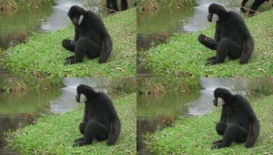 泰国考丘动物园的白颊长臂猿坐在池塘或河边高清在线视频素材下载