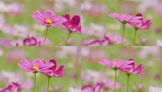 春天夏初格桑花五颜六色花朵高清在线视频素材下载