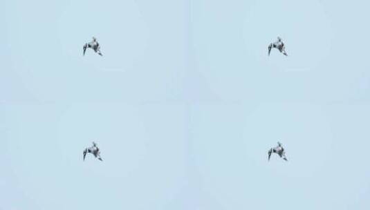 空中悬停飞行的小鸟斑鱼狗高清在线视频素材下载