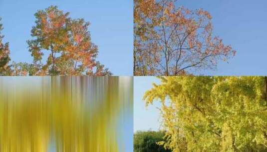 秋天红黄绿各种树叶高清在线视频素材下载