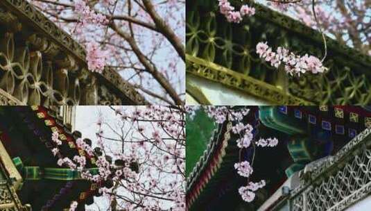春天中式古建筑前盛开的海棠花樱花高清在线视频素材下载