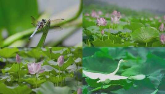 蜻蜓荷塘荷白鹤叶唯美镜头高清在线视频素材下载