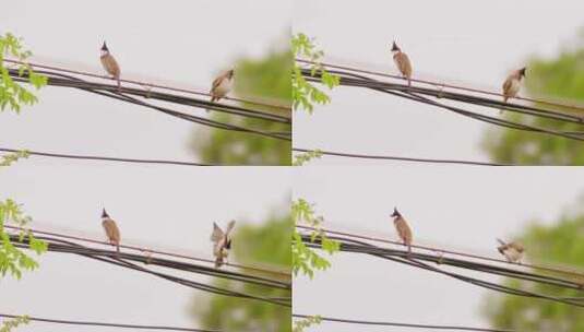 鸟鸟儿鸟类小鸟在电线上停留高清在线视频素材下载