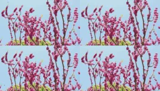 蓝天美丽的紫荆花盛开蜜蜂飞舞高清在线视频素材下载