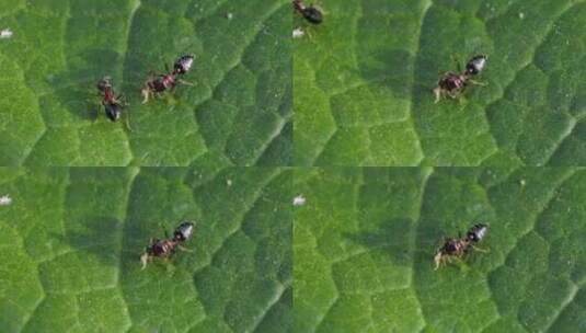 弓背蚁的幼崽在绿叶上觅食的升格特写高清在线视频素材下载