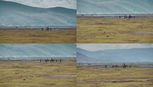 云南香格里拉纳帕海草原骑马游客升格视频高清在线视频素材下载