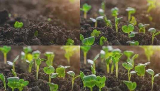种子在农场土壤上发芽和生长延时摄影_4K高清在线视频素材下载