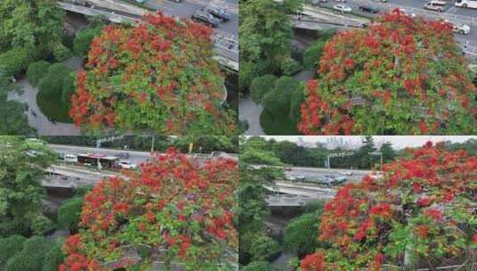 中国广东省广州市越秀区海印桥凤凰花高清在线视频素材下载