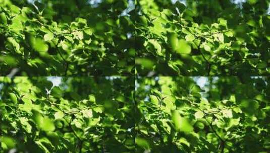阳光森林树叶夏日自然大自然树林夏天高清在线视频素材下载
