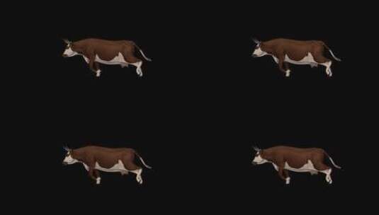 牛跑高清在线视频素材下载