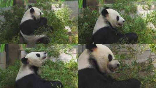 实拍正在吃竹子的大熊猫高清在线视频素材下载