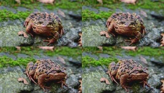 背景模糊的普通欧洲青蛙高清在线视频素材下载