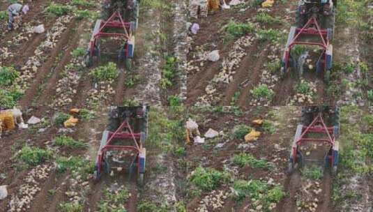 农村农业农民土豆种植收获丰收高清在线视频素材下载