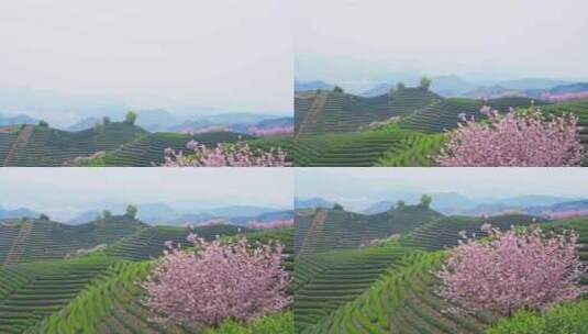 杭州富阳拔山春天樱花茶园风景高清在线视频素材下载