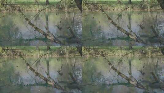 河流，树干，树木，树叶高清在线视频素材下载