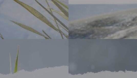 17雪地植物高清在线视频素材下载