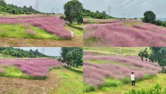 4k深圳陌上花公园高清在线视频素材下载