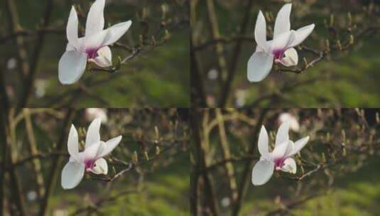 玉兰花白色花朵高清在线视频素材下载