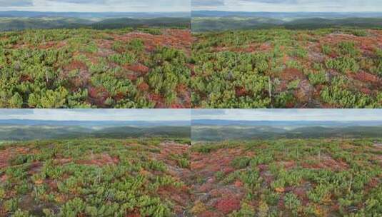 航拍大兴安岭北部原始林长梁北山红树林(18)高清在线视频素材下载