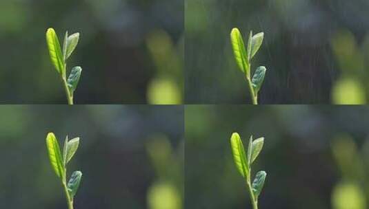 春雨中的茶叶牙尖高清在线视频素材下载