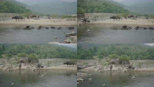 山与山之间的河流全景布法罗静静地沐浴在越高清在线视频素材下载