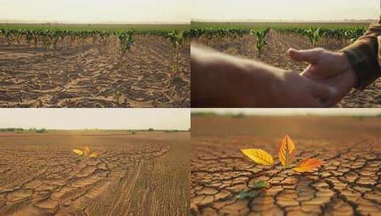 庄稼缺水 天热 土地干旱干裂高清在线视频素材下载