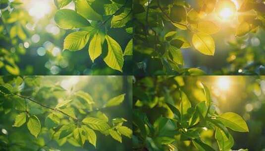 阳光下的树叶空镜 唯美优雅自然环境素材高清在线视频素材下载