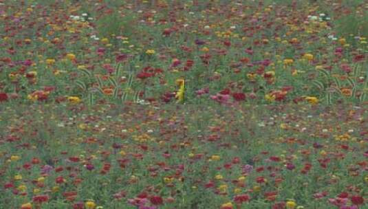 花 菊花 花海高清在线视频素材下载