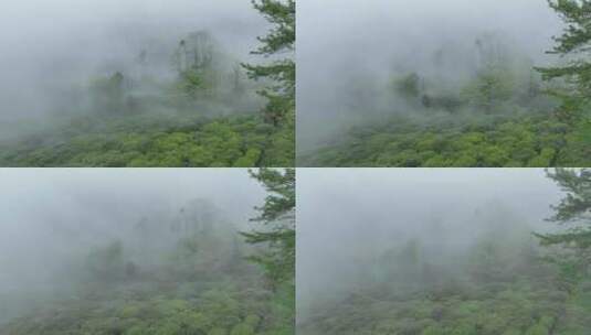 5K航拍茶园风光 武夷山桐木关正山小种茶园高清在线视频素材下载