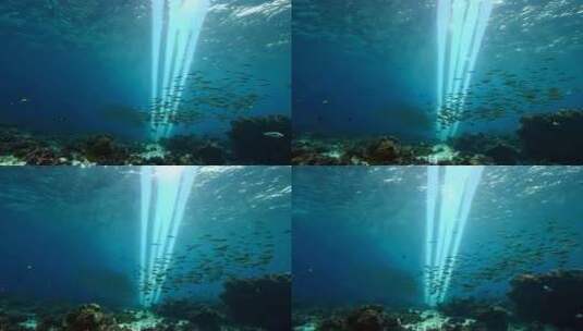 4k阳光透过海面大海里的鱼群海洋生物高清在线视频素材下载