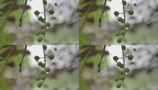 清晨雨后水果水滴实拍视频素材高清在线视频素材下载