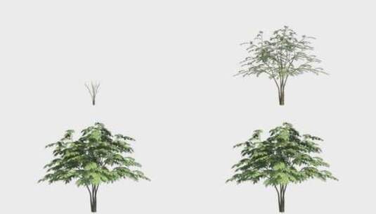 原创树木生长05-透明通道高清在线视频素材下载