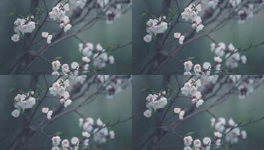 雨中桃树桃花唯美空镜高清在线视频素材下载