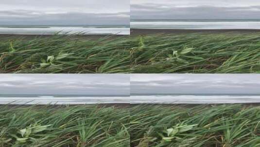 竖屏高清实拍海风吹绿草高清在线视频素材下载