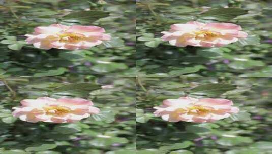 盛开的粉红色花朵竖屏拍摄镜头高清在线视频素材下载